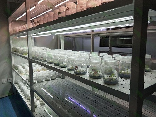 衡阳植物组织培养实验室设计建设方案